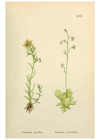Reproducción/Reproduction 48591844172: Flowers of the Engadine.. Winchester,Printed for the Author by Warren and Son,1891.. 