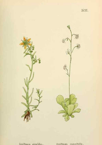 Reproducción/Reproduction 48591844172: Flowers of the Engadine.. Winchester,Printed for the Author by Warren and Son,1891.. 