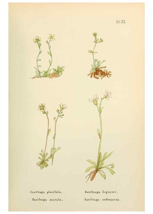 Reproducción/Reproduction 48591699176: Flowers of the Engadine.. Winchester,Printed for the Author by Warren and Son,1891.. 