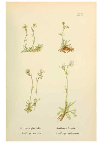 Reproducción/Reproduction 48591699176: Flowers of the Engadine.. Winchester,Printed for the Author by Warren and Son,1891.. 