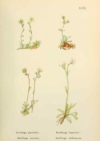 Reproducción/Reproduction 48591699176: Flowers of the Engadine.. Winchester,Printed for the Author by Warren and Son,1891.. 
