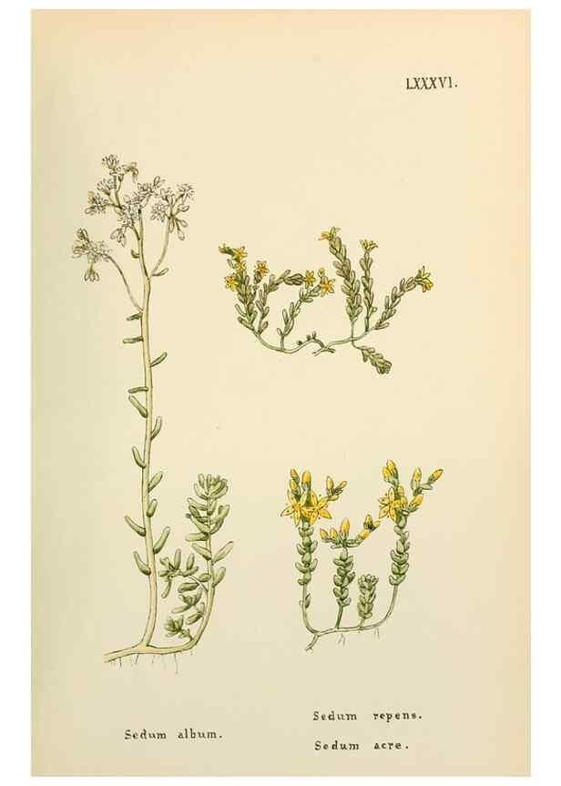 Reproducción/Reproduction 48591696421: Flowers of the Engadine.. Winchester,Printed for the Author by Warren and Son,1891.. 