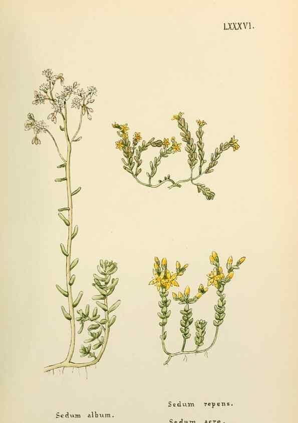Reproducción/Reproduction 48591696421: Flowers of the Engadine.. Winchester,Printed for the Author by Warren and Son,1891.. 