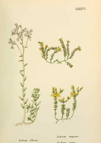 Reproducción/Reproduction 48591696421: Flowers of the Engadine.. Winchester,Printed for the Author by Warren and Son,1891.. 