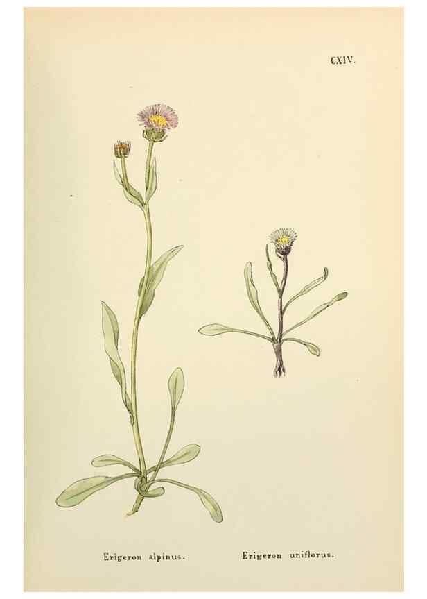 Reproducción/Reproduction 48591708401: Flowers of the Engadine.. Winchester,Printed for the Author by Warren and Son,1891.. 
