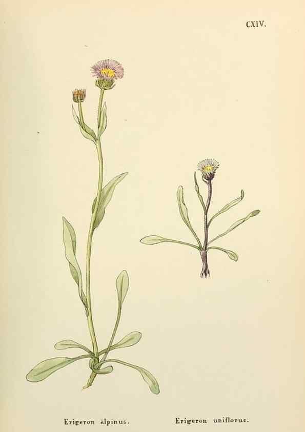 Reproducción/Reproduction 48591708401: Flowers of the Engadine.. Winchester,Printed for the Author by Warren and Son,1891.. 