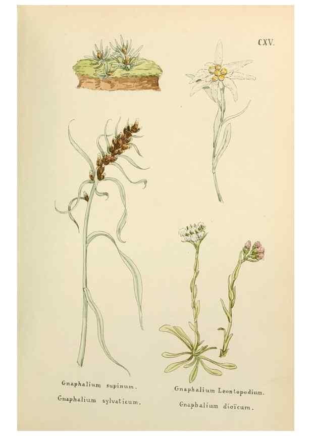 Reproducción/Reproduction 48591708841: Flowers of the Engadine.. Winchester,Printed for the Author by Warren and Son,1891.. 