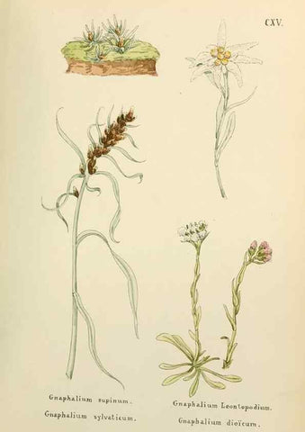 Reproducción/Reproduction 48591708841: Flowers of the Engadine.. Winchester,Printed for the Author by Warren and Son,1891.. 