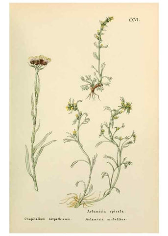 Reproducción/Reproduction 48591854807: Flowers of the Engadine.. Winchester,Printed for the Author by Warren and Son,1891.. 