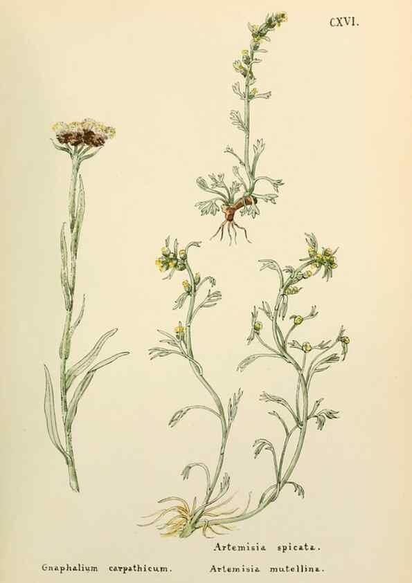 Reproducción/Reproduction 48591854807: Flowers of the Engadine.. Winchester,Printed for the Author by Warren and Son,1891.. 
