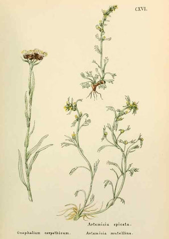 Reproducción/Reproduction 48591854807: Flowers of the Engadine.. Winchester,Printed for the Author by Warren and Son,1891.. 