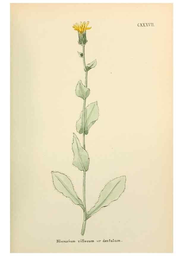 Reproducción/Reproduction 48591718646: Flowers of the Engadine.. Winchester,Printed for the Author by Warren and Son,1891.. 