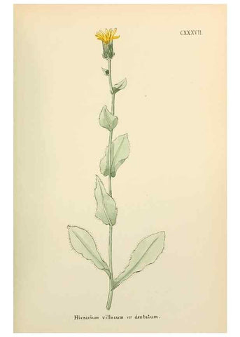 Reproducción/Reproduction 48591718646: Flowers of the Engadine.. Winchester,Printed for the Author by Warren and Son,1891.. 