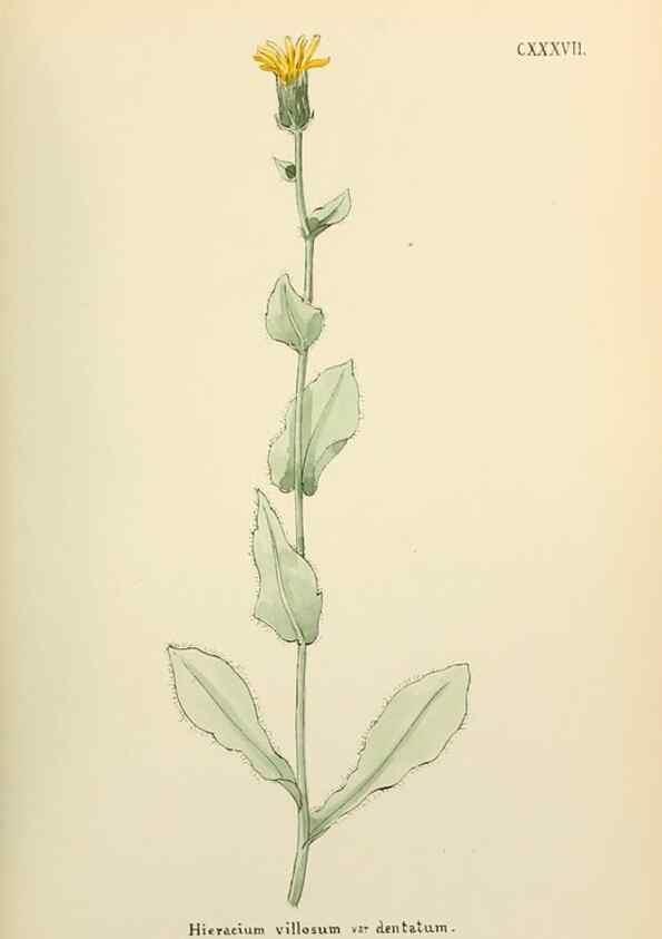 Reproducción/Reproduction 48591718646: Flowers of the Engadine.. Winchester,Printed for the Author by Warren and Son,1891.. 