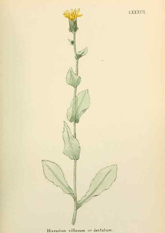 Reproducción/Reproduction 48591718646: Flowers of the Engadine.. Winchester,Printed for the Author by Warren and Son,1891.. 