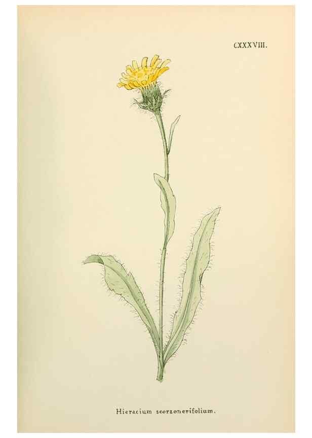 Reproducción/Reproduction 48591719176: Flowers of the Engadine.. Winchester,Printed for the Author by Warren and Son,1891.. 