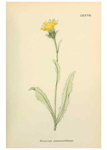Reproducción/Reproduction 48591719176: Flowers of the Engadine.. Winchester,Printed for the Author by Warren and Son,1891.. 