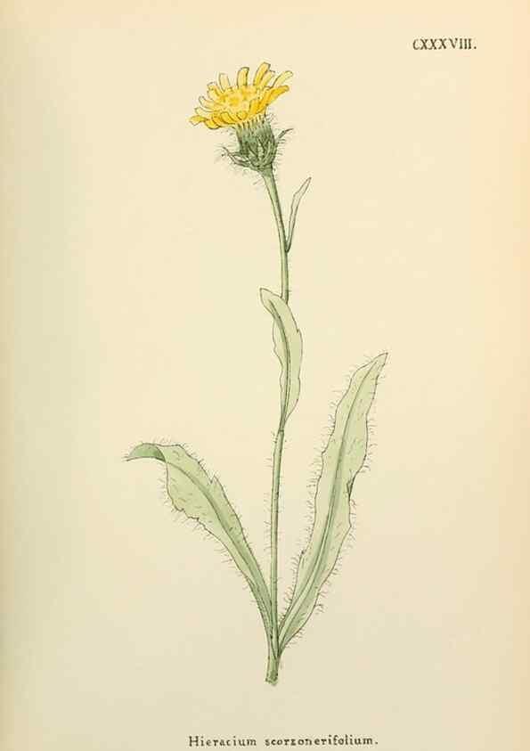 Reproducción/Reproduction 48591719176: Flowers of the Engadine.. Winchester,Printed for the Author by Warren and Son,1891.. 