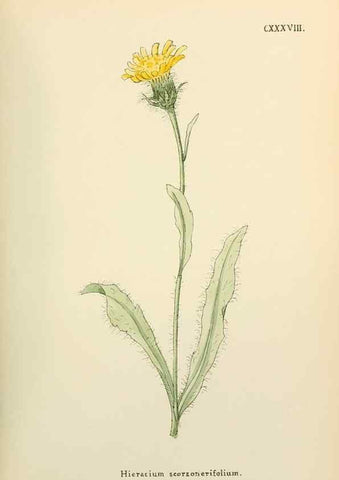 Reproducción/Reproduction 48591719176: Flowers of the Engadine.. Winchester,Printed for the Author by Warren and Son,1891.. 