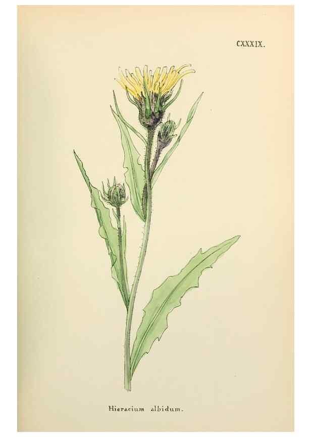 Reproducción/Reproduction 48591719611: Flowers of the Engadine.. Winchester,Printed for the Author by Warren and Son,1891.. 