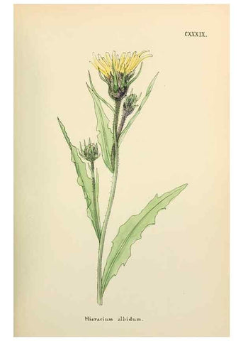 Reproducción/Reproduction 48591719611: Flowers of the Engadine.. Winchester,Printed for the Author by Warren and Son,1891.. 