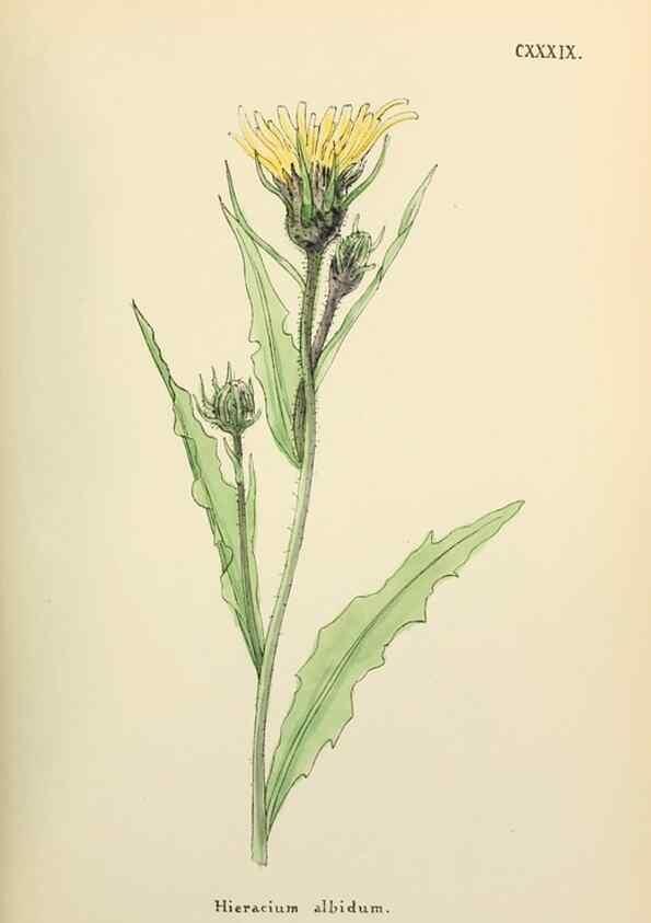 Reproducción/Reproduction 48591719611: Flowers of the Engadine.. Winchester,Printed for the Author by Warren and Son,1891.. 