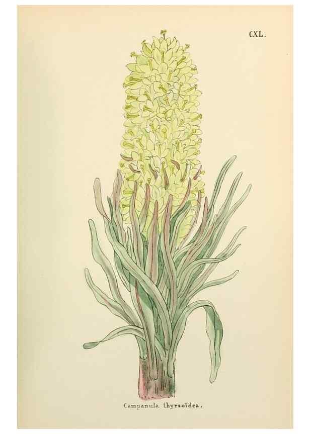 Reproducción/Reproduction 48591720056: Flowers of the Engadine.. Winchester,Printed for the Author by Warren and Son,1891.. 