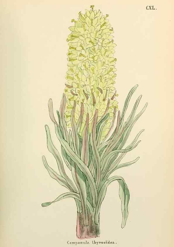 Reproducción/Reproduction 48591720056: Flowers of the Engadine.. Winchester,Printed for the Author by Warren and Son,1891.. 