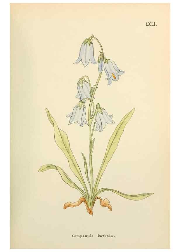 Reproducción/Reproduction 48591866062: Flowers of the Engadine.. Winchester,Printed for the Author by Warren and Son,1891.. 