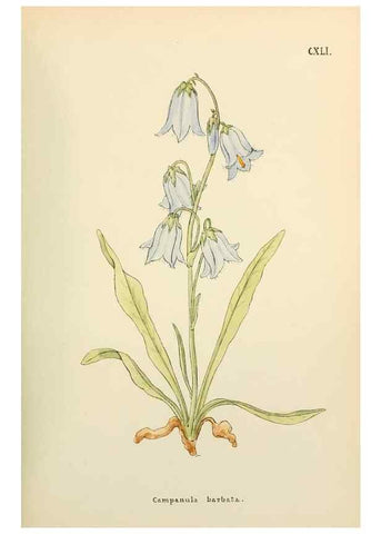 Reproducción/Reproduction 48591866062: Flowers of the Engadine.. Winchester,Printed for the Author by Warren and Son,1891.. 