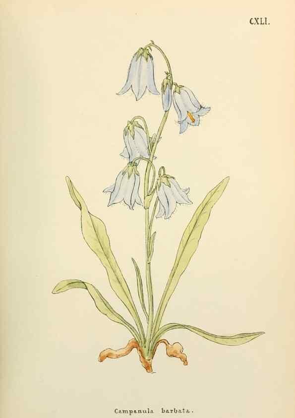 Reproducción/Reproduction 48591866062: Flowers of the Engadine.. Winchester,Printed for the Author by Warren and Son,1891.. 
