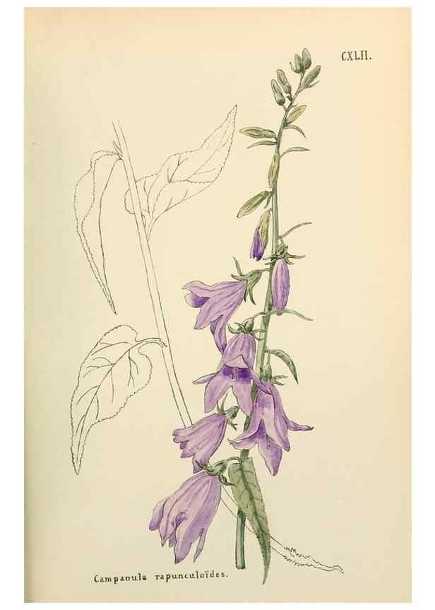 Reproducción/Reproduction 48591720806: Flowers of the Engadine.. Winchester,Printed for the Author by Warren and Son,1891.. 