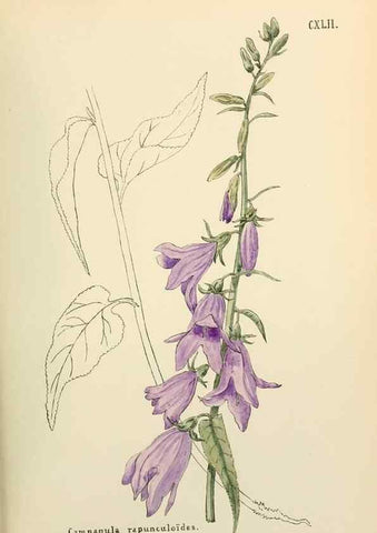 Reproducción/Reproduction 48591720806: Flowers of the Engadine.. Winchester,Printed for the Author by Warren and Son,1891.. 