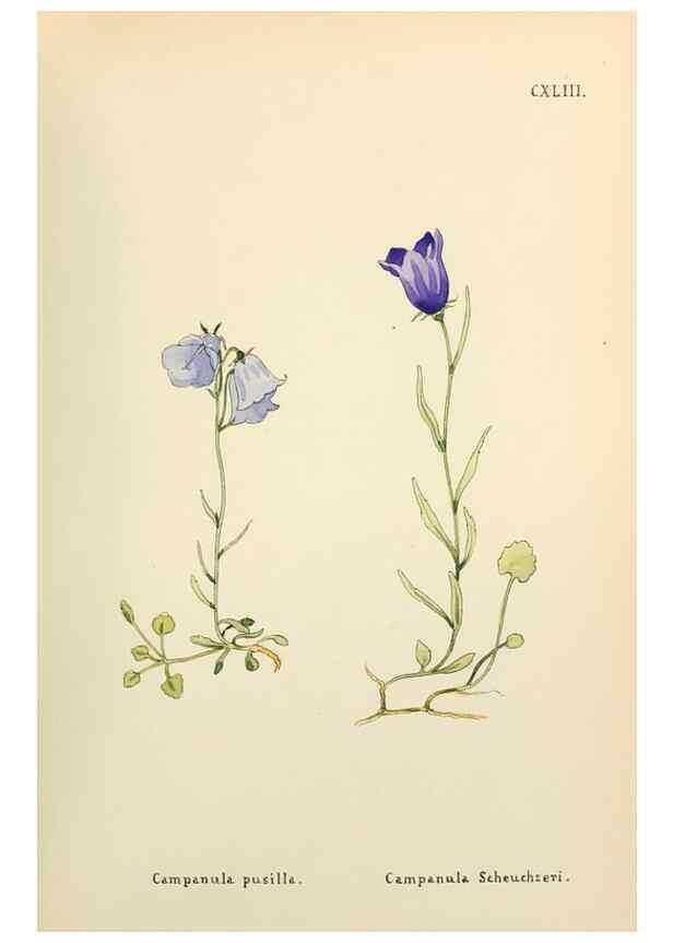 Reproducción/Reproduction 48591721226: Flowers of the Engadine.. Winchester,Printed for the Author by Warren and Son,1891.. 