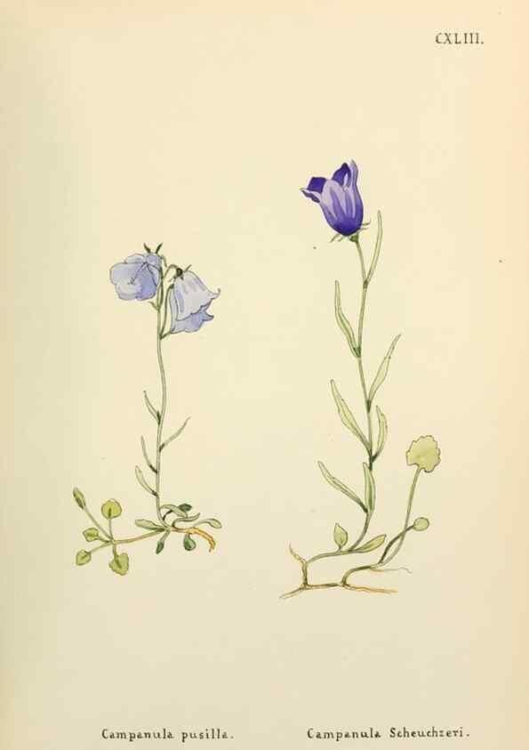 Reproducción/Reproduction 48591721226: Flowers of the Engadine.. Winchester,Printed for the Author by Warren and Son,1891.. 
