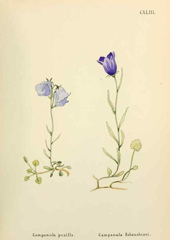 Reproducción/Reproduction 48591721226: Flowers of the Engadine.. Winchester,Printed for the Author by Warren and Son,1891.. 