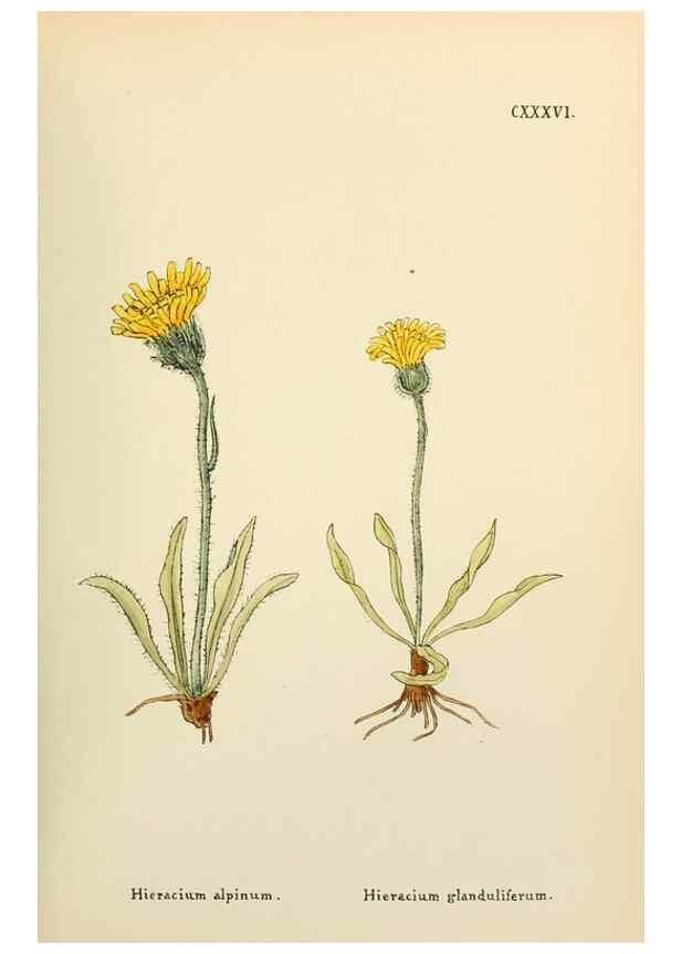 Reproducción/Reproduction 48591718246: Flowers of the Engadine.. Winchester,Printed for the Author by Warren and Son,1891.. 