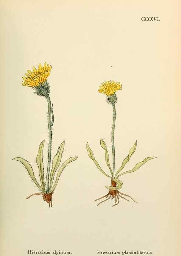 Reproducción/Reproduction 48591718246: Flowers of the Engadine.. Winchester,Printed for the Author by Warren and Son,1891.. 