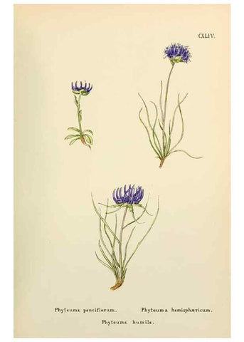 Reproducción/Reproduction 48591721566: Flowers of the Engadine.. Winchester,Printed for the Author by Warren and Son,1891.. 