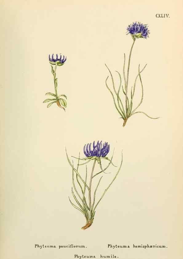 Reproducción/Reproduction 48591721566: Flowers of the Engadine.. Winchester,Printed for the Author by Warren and Son,1891.. 