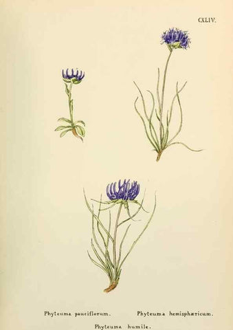 Reproducción/Reproduction 48591721566: Flowers of the Engadine.. Winchester,Printed for the Author by Warren and Son,1891.. 