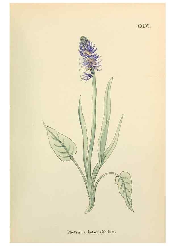 Reproducción/Reproduction 48591868072: Flowers of the Engadine.. Winchester,Printed for the Author by Warren and Son,1891.. 