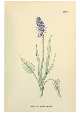 Reproducción/Reproduction 48591868072: Flowers of the Engadine.. Winchester,Printed for the Author by Warren and Son,1891.. 