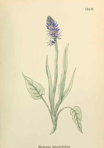 Reproducción/Reproduction 48591868072: Flowers of the Engadine.. Winchester,Printed for the Author by Warren and Son,1891.. 