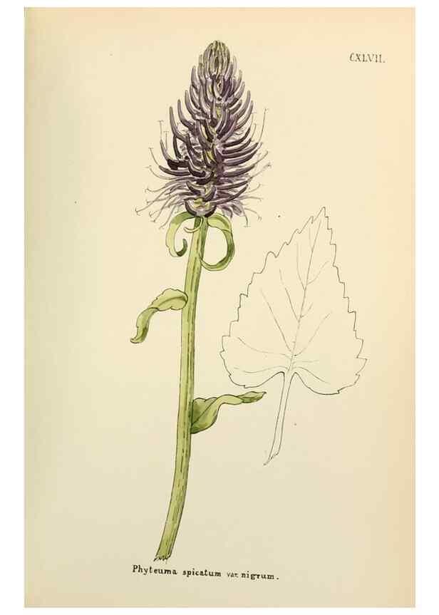 Reproducción/Reproduction 48591868437: Flowers of the Engadine.. Winchester,Printed for the Author by Warren and Son,1891.. 