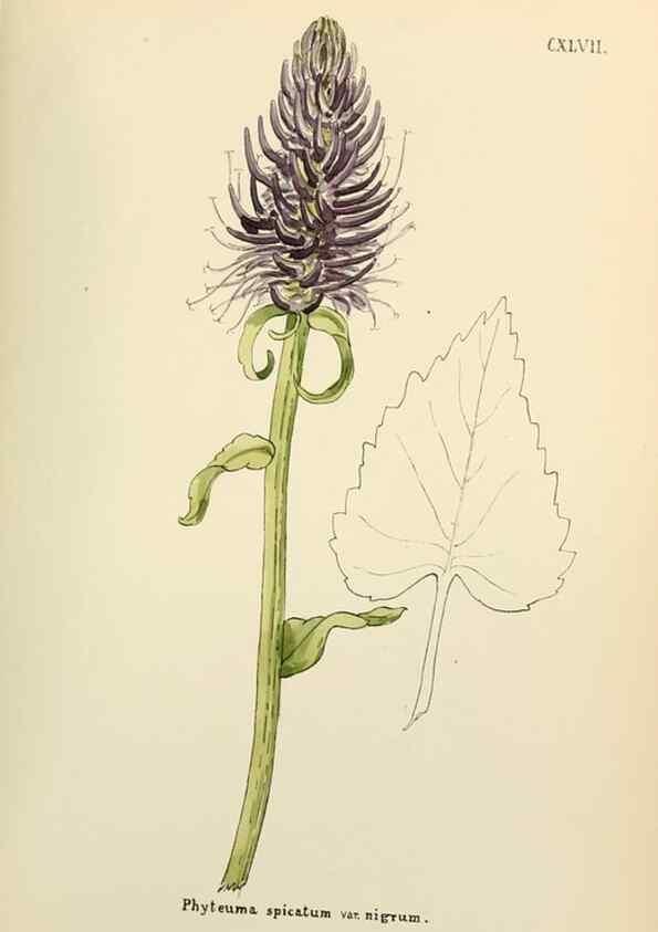 Reproducción/Reproduction 48591868437: Flowers of the Engadine.. Winchester,Printed for the Author by Warren and Son,1891.. 
