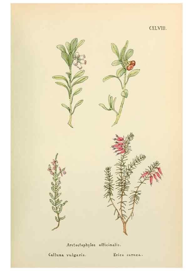 Reproducción/Reproduction 48591723286: Flowers of the Engadine.. Winchester,Printed for the Author by Warren and Son,1891.. 