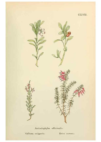 Reproducción/Reproduction 48591723286: Flowers of the Engadine.. Winchester,Printed for the Author by Warren and Son,1891.. 