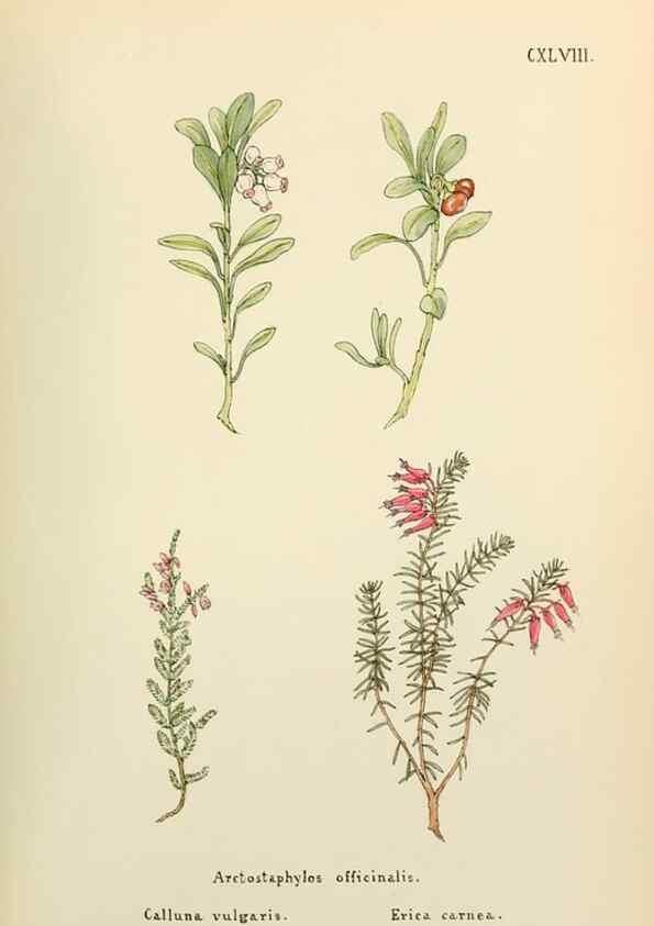 Reproducción/Reproduction 48591723286: Flowers of the Engadine.. Winchester,Printed for the Author by Warren and Son,1891.. 