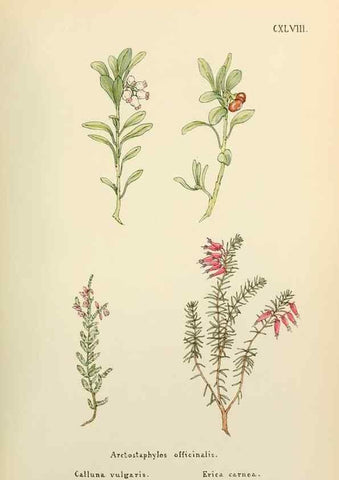 Reproducción/Reproduction 48591723286: Flowers of the Engadine.. Winchester,Printed for the Author by Warren and Son,1891.. 